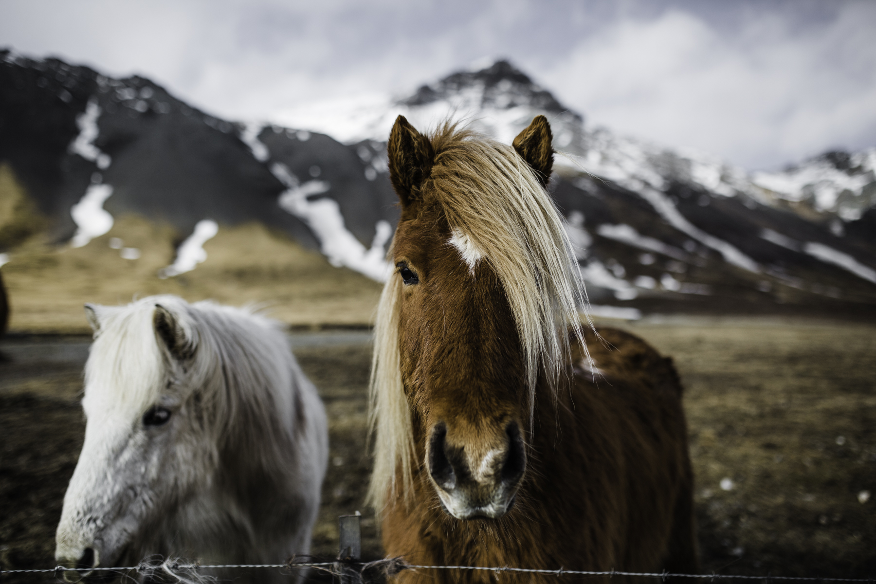 wild horses Iceland